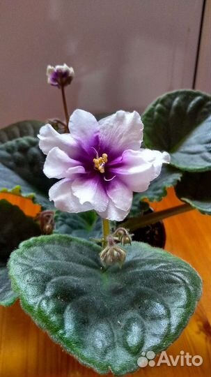 Сортовые фиалки