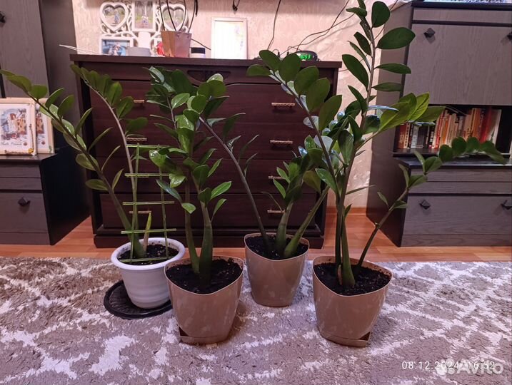 Замиокулькас