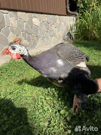 Цесарка/цесарь