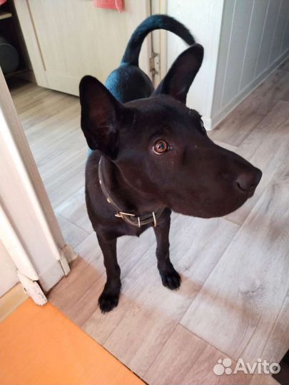 Собака метис шарпея