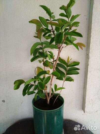 Плодоносящие экзоты