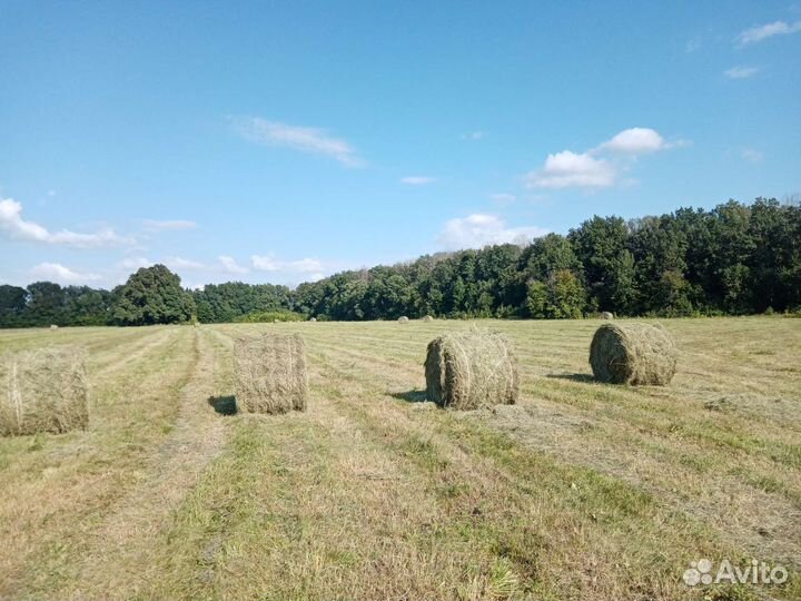 Продам сено в рулонах