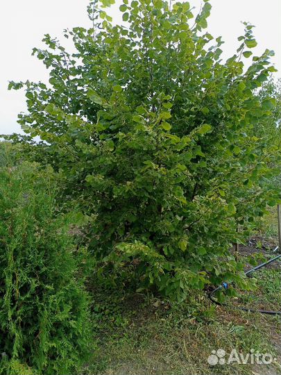 Липа крупнолистная