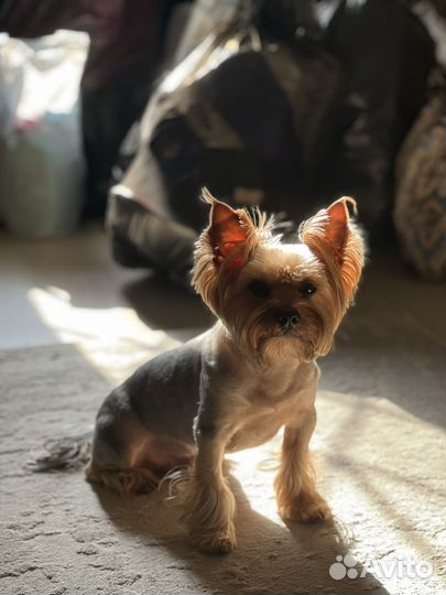 Вязка собак йорк