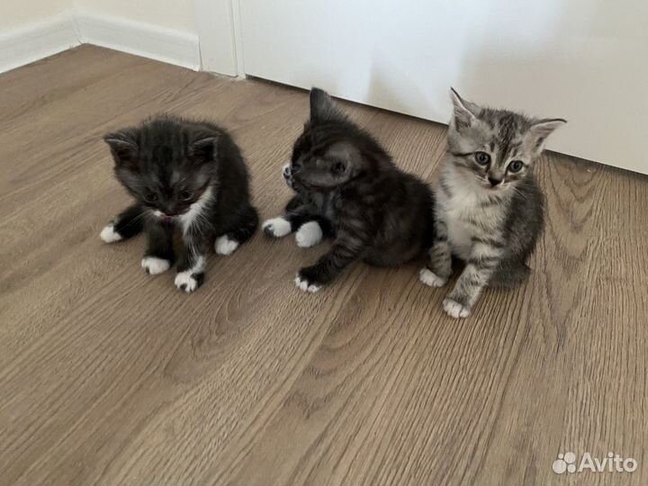 Трое котят от британской кошки