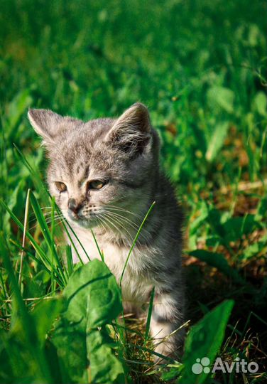 Кошка Британская