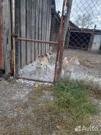 Щенки западно сибирской лайки