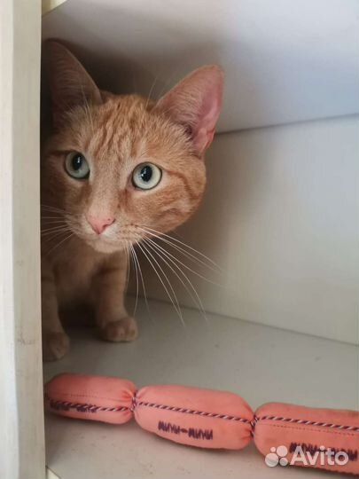 Кошечка Рыжуля