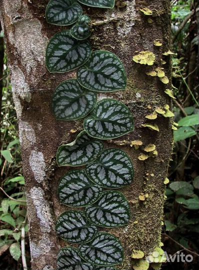 Монстера дубиа 14/40