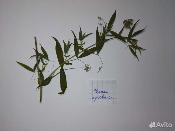 Гербарии для флористической тетради