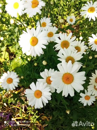 Ромашки разные