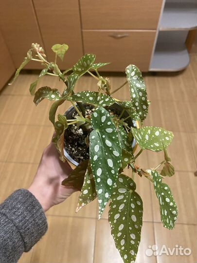 Бегония Макулата