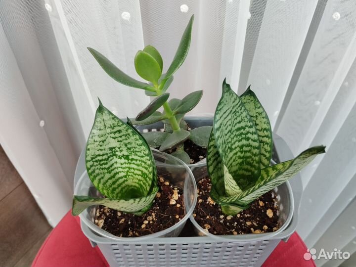 Сансевиерия ханни