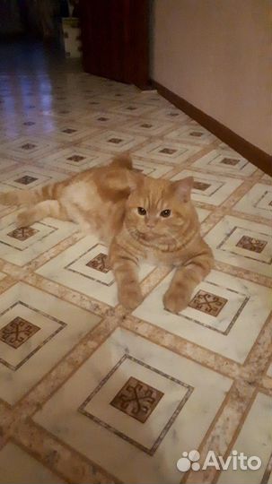 Кот для вязки, британец
