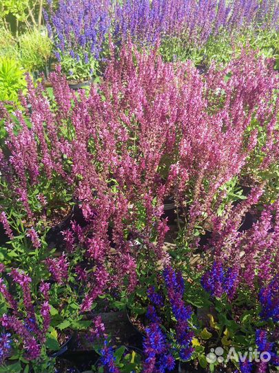 Шалфей дубравный