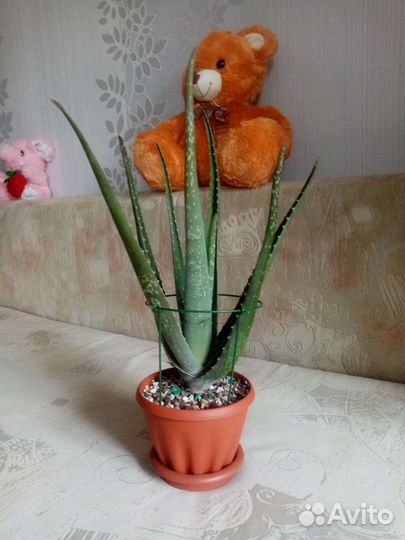 Цветок алоэ