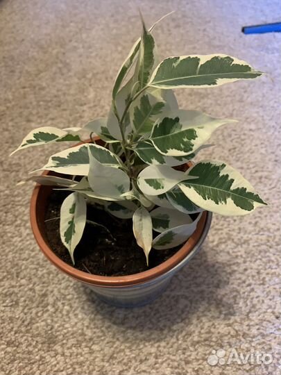 Фикус бенджамина Де гантель