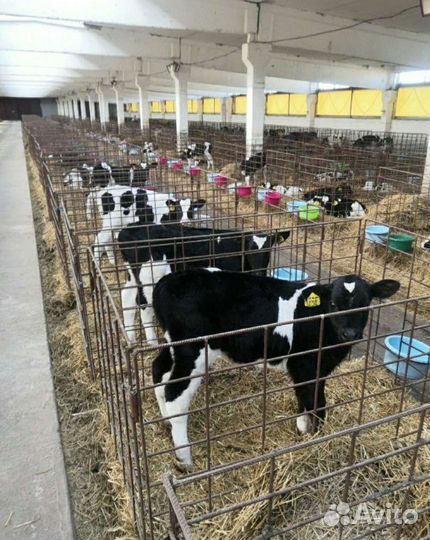 Холмогоры Голштины Бычки Тёлки