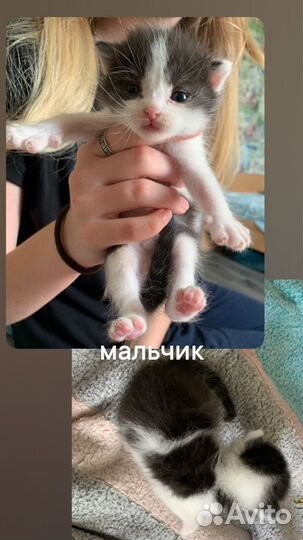 Котята