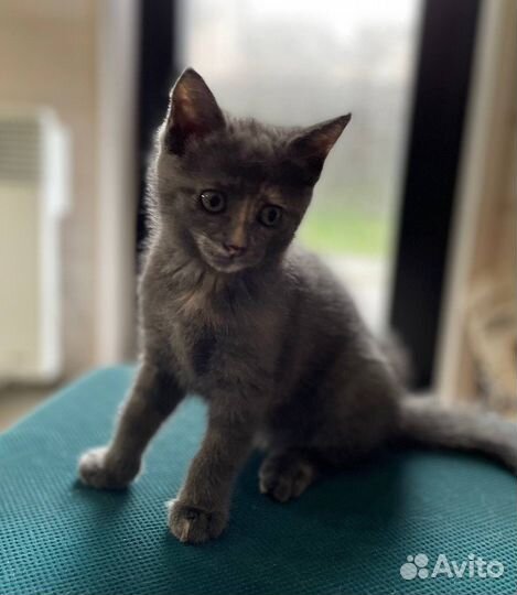 Котята от кошки крысоловки