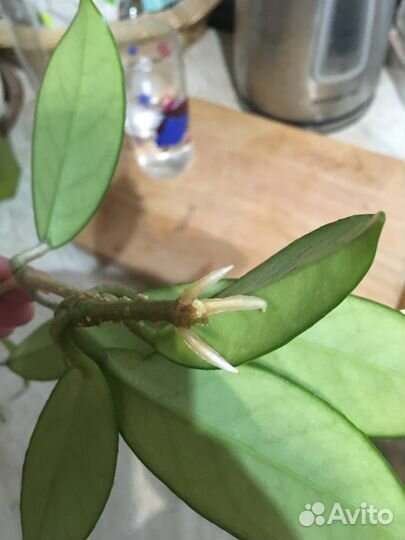 Хойи Lockii, Cutis porcelana,Carnosa