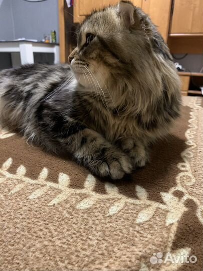 Кот для вязки