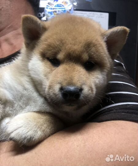 Мальчик и девочка сиба ину