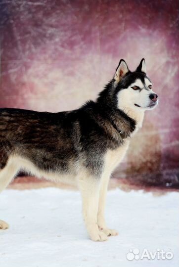 Ласковая девочка Баффи