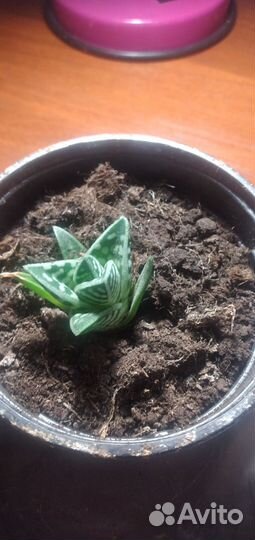 Кактусы и суккуленты