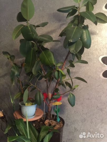 Фикуси другие растений