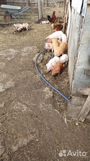 Поросенок ландрас+дюрок