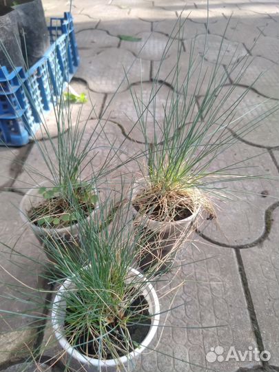 Многолетники для сада