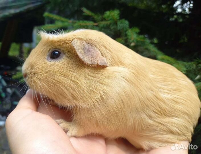 Морская свинка