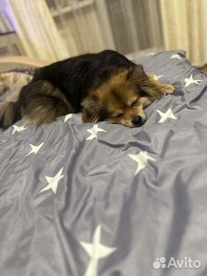 Шпиц немецкий