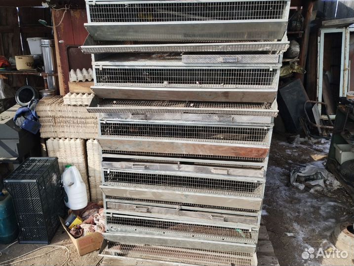 Клетки для перепелов