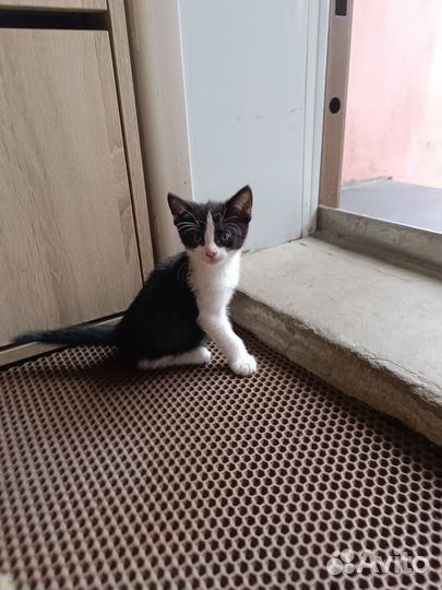 Котик бесплатно в добрые руки