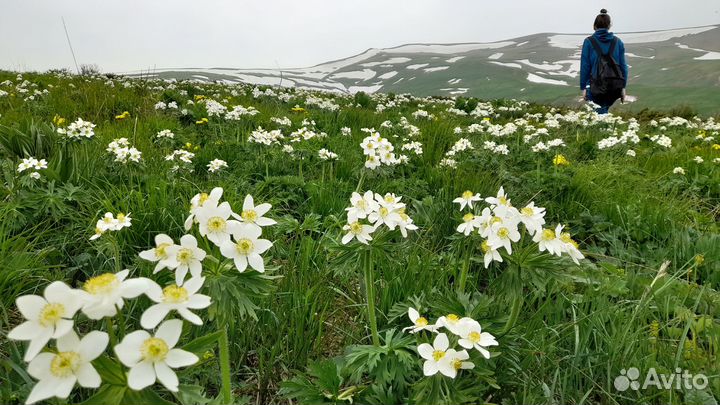 Экскурсии в Адыгее лучше гор только горы