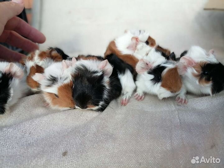 Грызуны опт