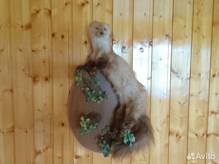 Чучело куницы