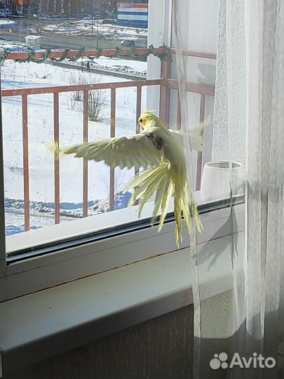 Продам попугая Кореллу