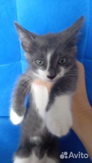 Котята ищут дом