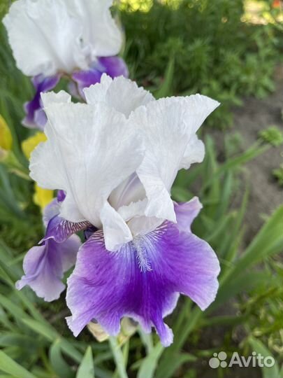 Ирис бородатый