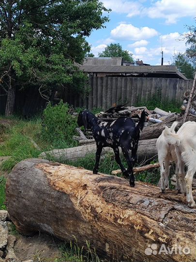 Нубийские козы и козел Камори, козлята