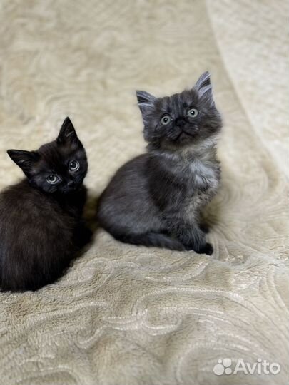 Отдам котят