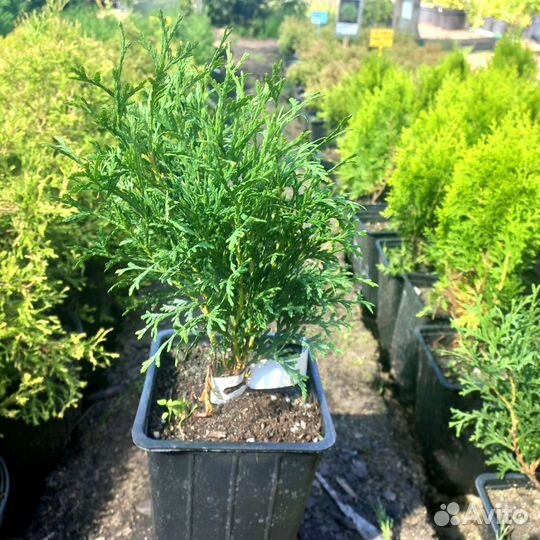 Туи шаровидные из питомника растений