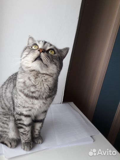 Британский кот для вязки