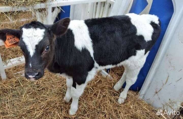 Бычки телята