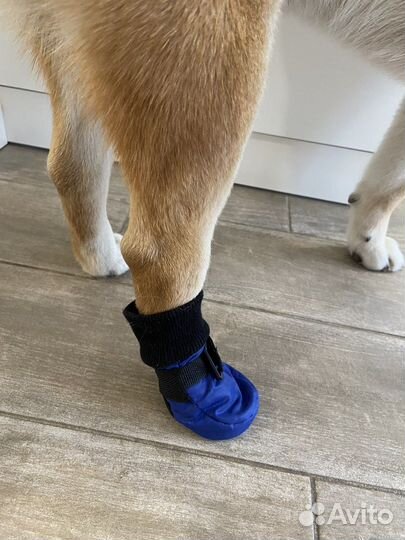 Обувь для собак