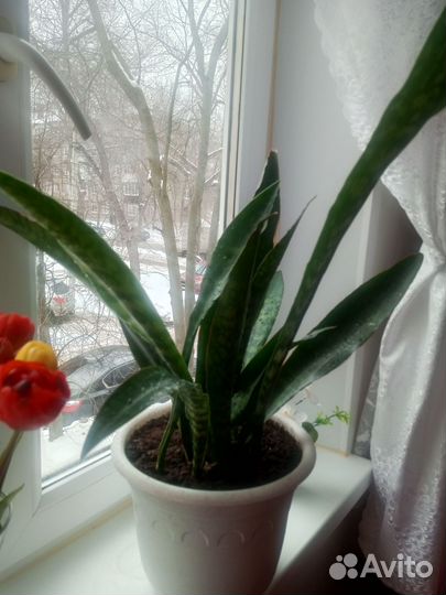 Сансевиерия дракон