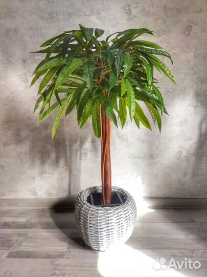 Искусственное дерево манго шефлера